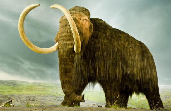 woolly-mammoth-standing.ngsversion.1460131402232.adapt.1900.1.jpg