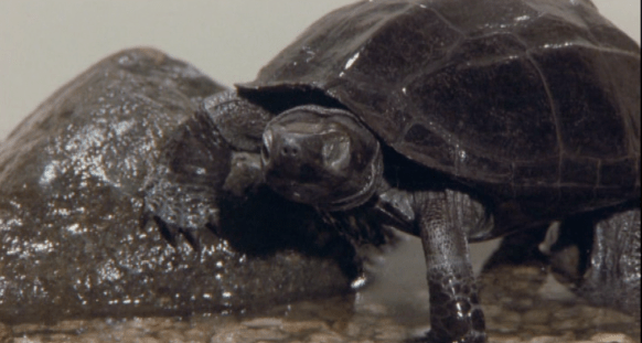 Screen Shot 2018-06-27 at 1.14.02 AM