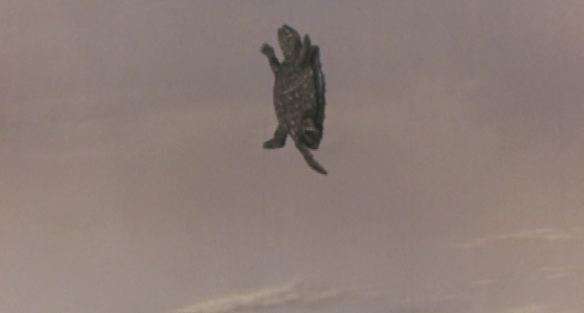 screen shot 2018-06-28 at 1.13.37 pm