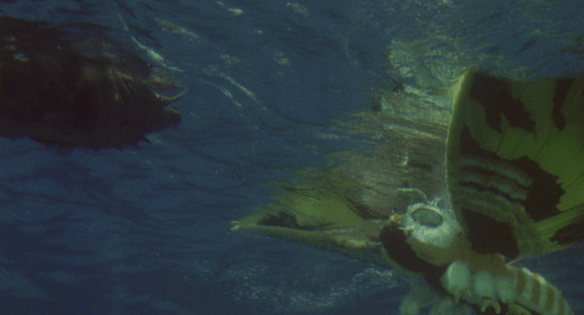 Screen Shot 2020-05-11 at 12.26.53 AM